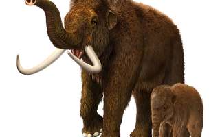 Tale of the Woolly Mammoth